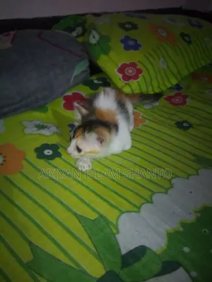 1-3 Months Female Purebred Persian