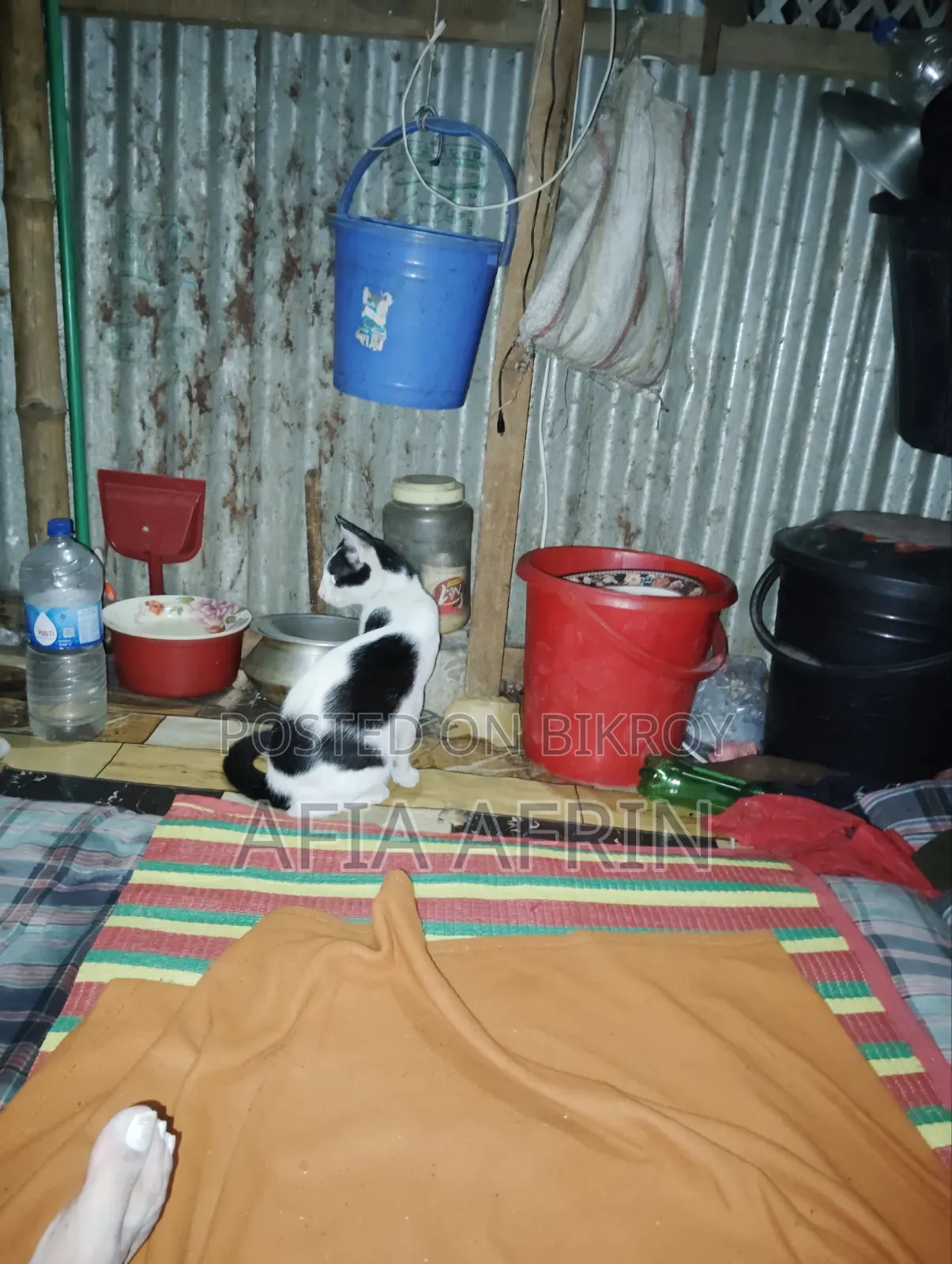 ১+ বছর বয়সী পুরুষ মিক্সড ব্রিড বেঙ্গল বিড়াল