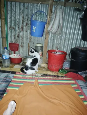 ১+ বছর বয়সী পুরুষ মিক্সড ব্রিড বেঙ্গল বিড়াল