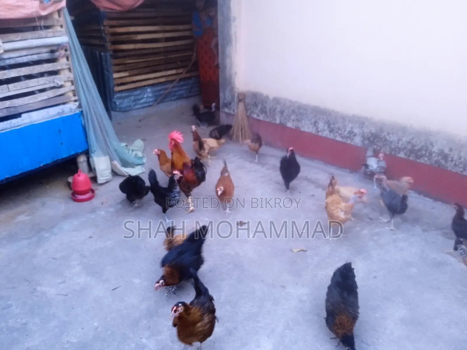 Pure Laying Desi Hens for Sale