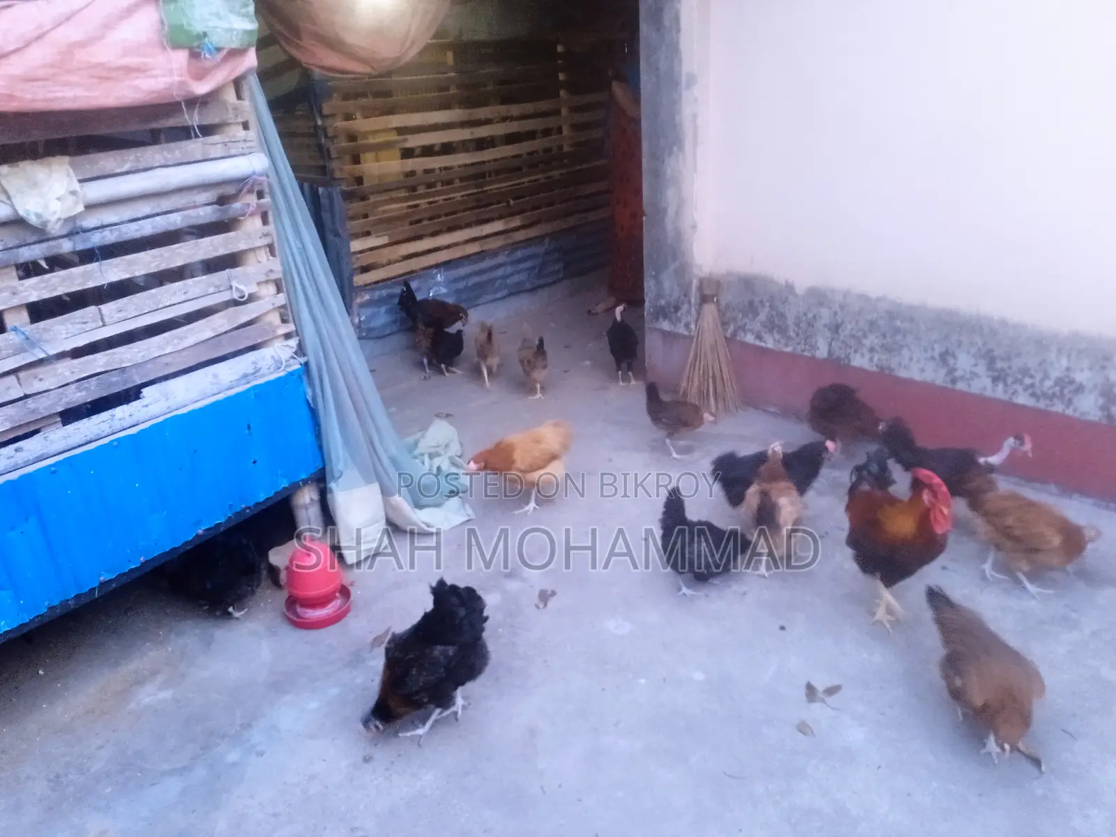 Pure Laying Desi Hens for Sale
