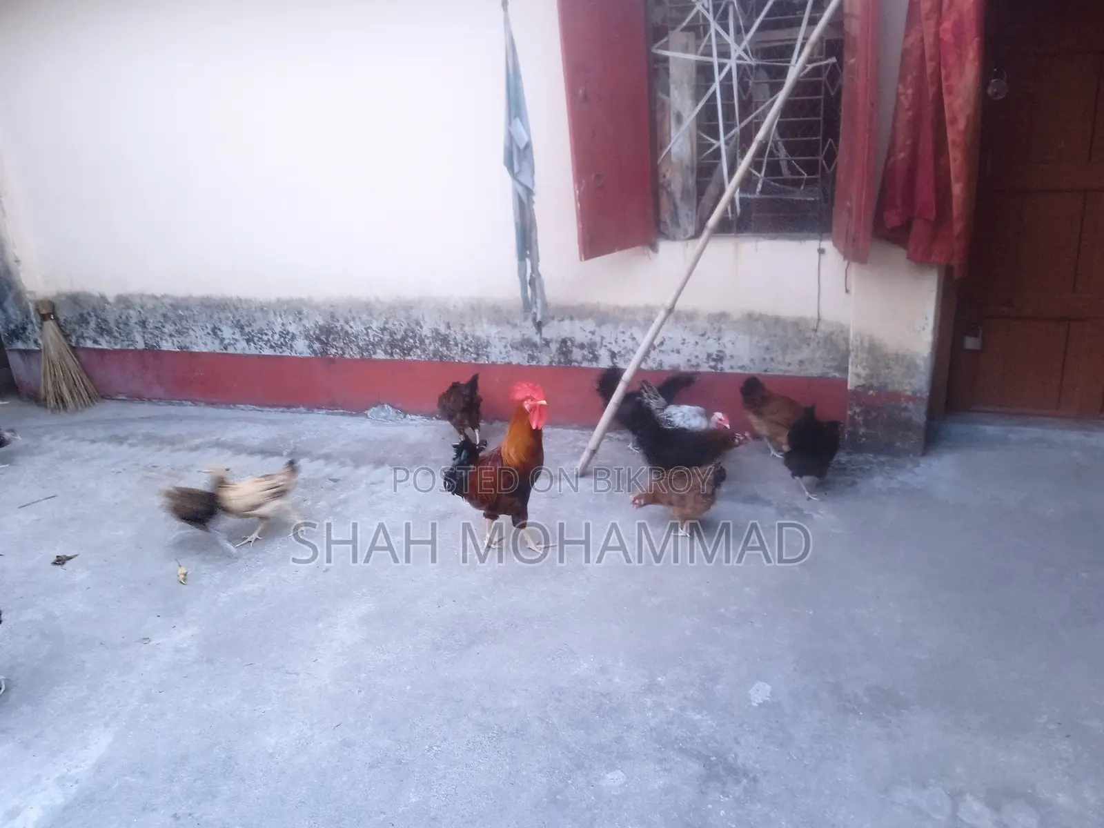 Pure Laying Desi Hens for Sale