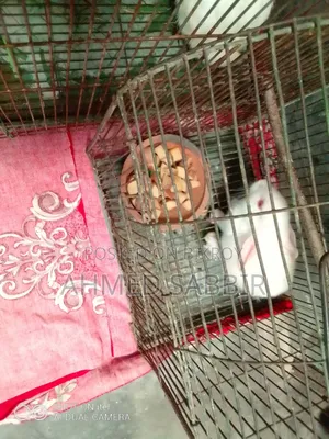 3 White Rabbits