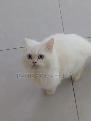 6-12 Months Male Purebred Persian Cat