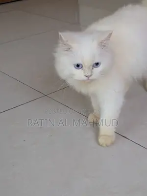 6-12 Months Male Purebred Persian Cat