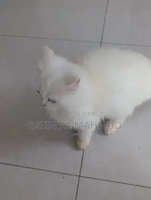 6-12 Months Male Purebred Persian Cat