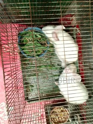 3 White Rabbits