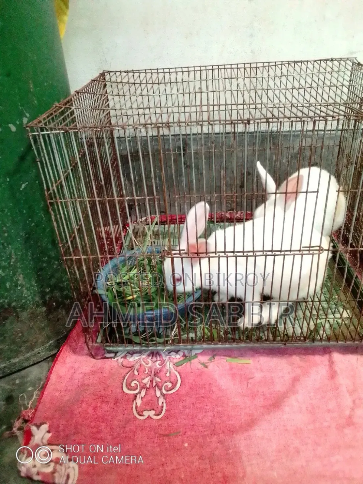 3 White Rabbits