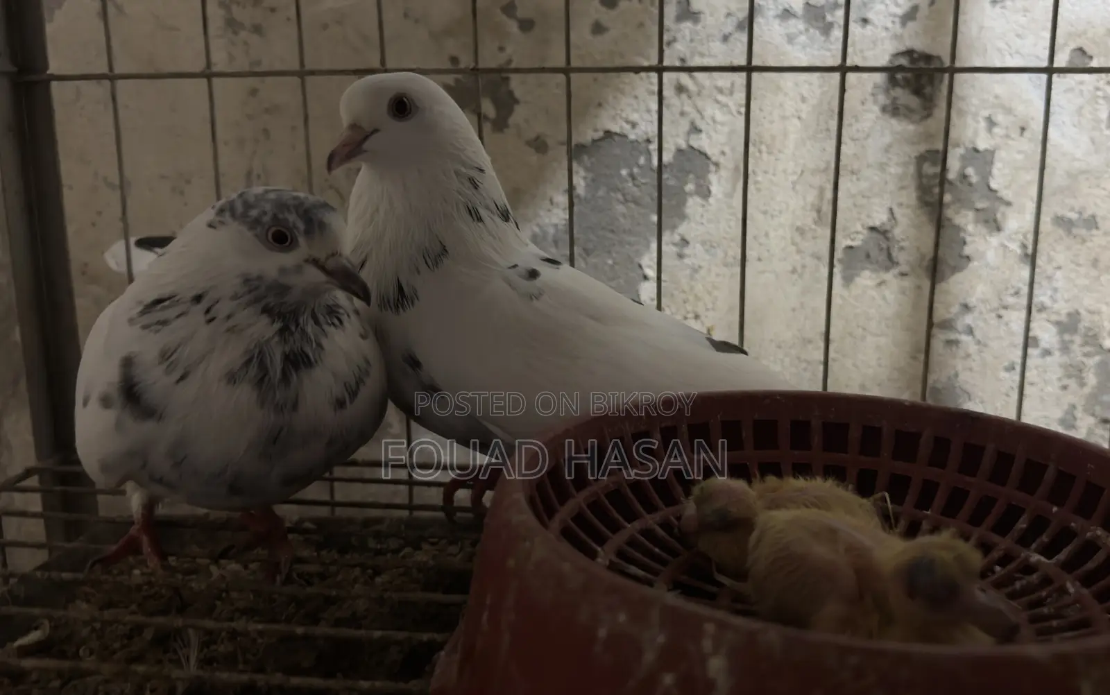 মাস্টার পেয়ার গিরিবাজ ও ২টি বাচ্চা
