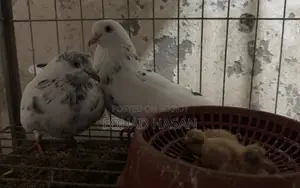 মাস্টার পেয়ার গিরিবাজ ও ২টি বাচ্চা