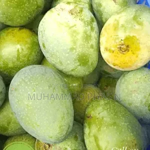 Wholesale and Retail Sale of Gopal Bhog Mangoes