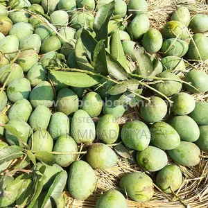 গোপাল ভোগ আম পাইকারি এবং খরচা বিক্রি করা হয়