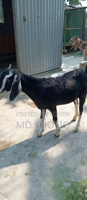 একটি খাশি ছাগল বিক্রয় করা হবে যোগাযোগ
