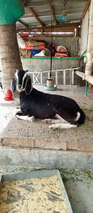 একটি খাশি ছাগল বিক্রয় করা হবে যোগাযোগ