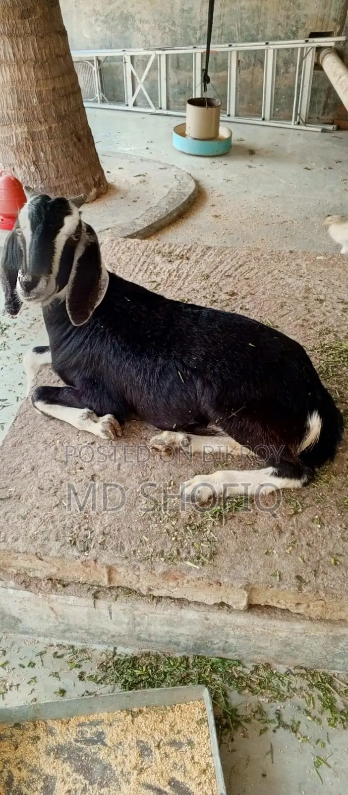 একটি খাশি ছাগল বিক্রয় করা হবে যোগাযোগ