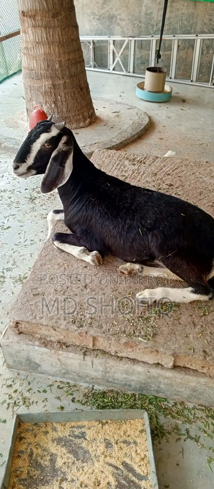 একটি খাশি ছাগল বিক্রয় করা হবে যোগাযোগ