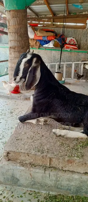 একটি খাশি ছাগল বিক্রয় করা হবে যোগাযোগ