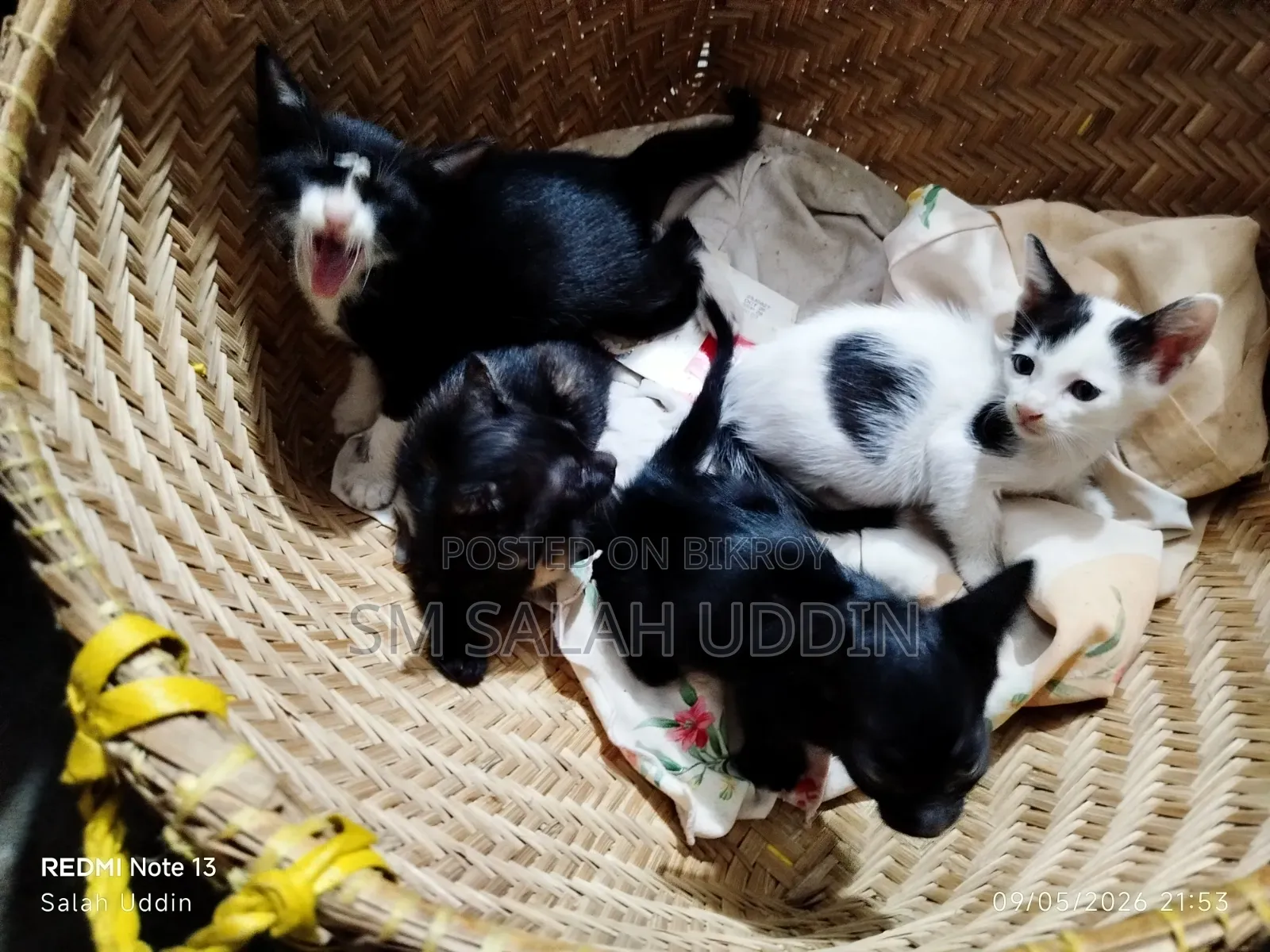 1-3 Months Male Mixed Breed Bengal Kitten