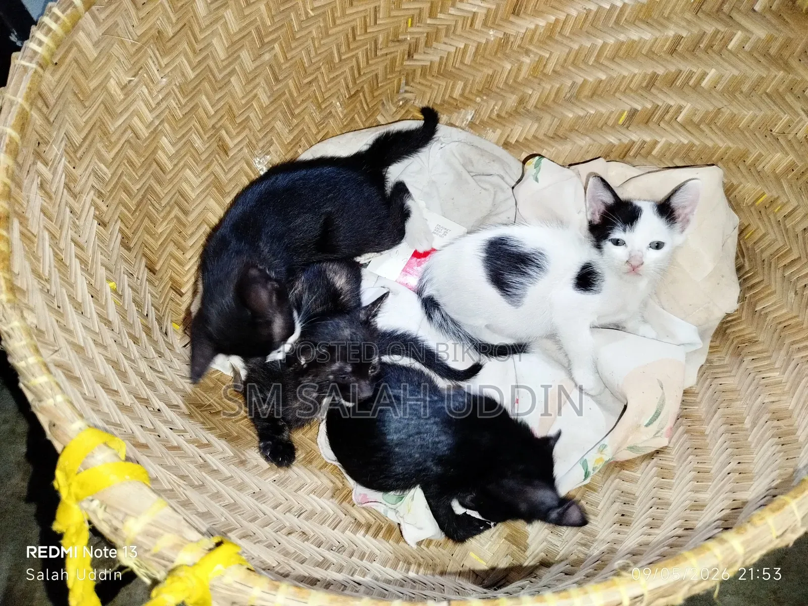 1-3 Months Male Mixed Breed Bengal Kitten