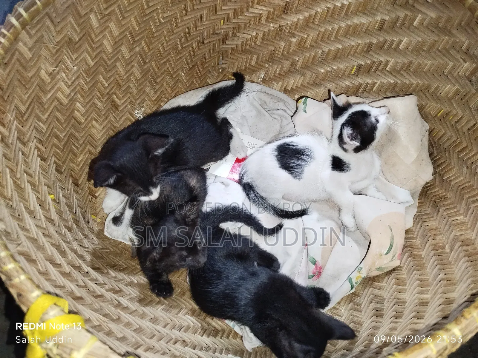 1-3 Months Male Mixed Breed Bengal Kitten