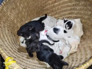 1-3 Months Male Mixed Breed Bengal Kitten