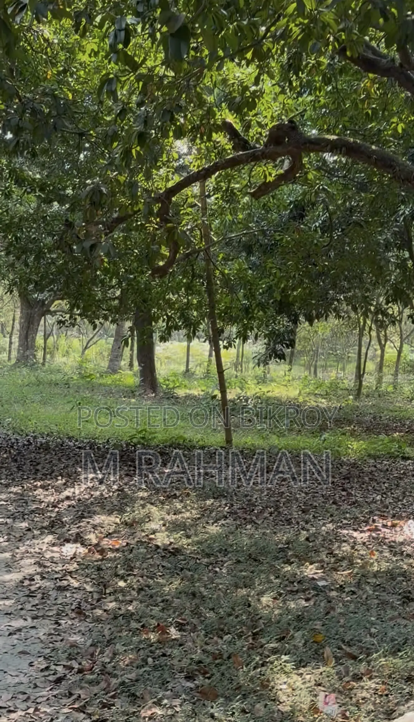 দুই পাশে প্রশস্ত রাস্তা সহ প্রিমিয়াম সবুজ জমি
