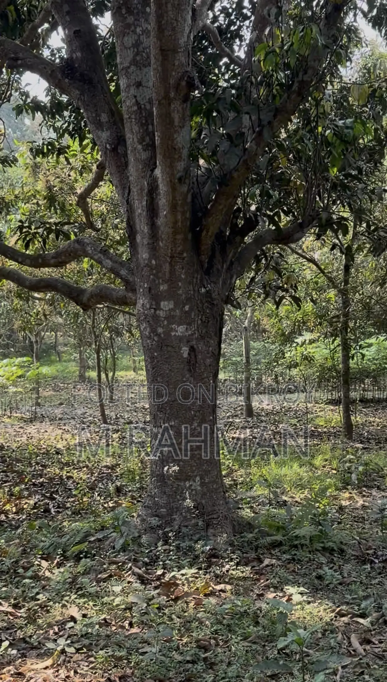 দুই পাশে প্রশস্ত রাস্তা সহ প্রিমিয়াম সবুজ জমি