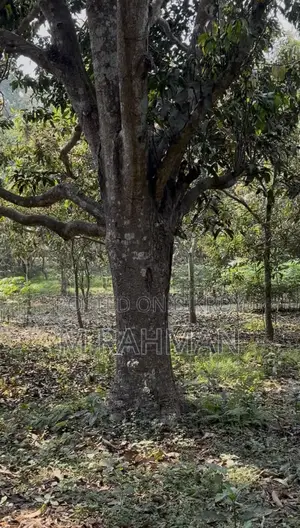 দুই পাশে প্রশস্ত রাস্তা সহ প্রিমিয়াম সবুজ জমি