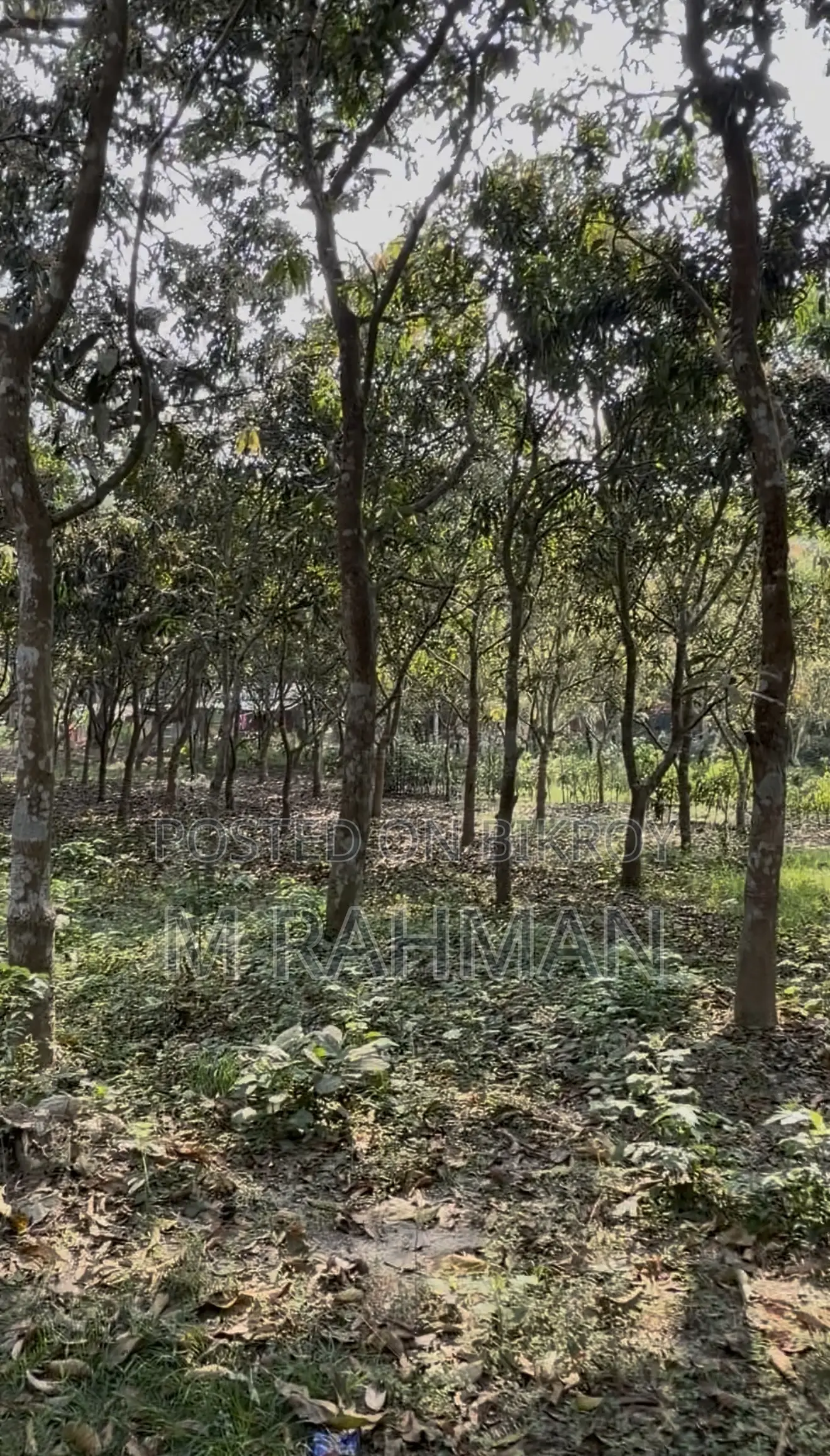 দুই পাশে প্রশস্ত রাস্তা সহ প্রিমিয়াম সবুজ জমি