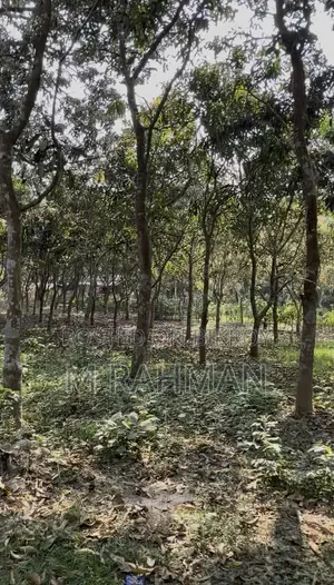 দুই পাশে প্রশস্ত রাস্তা সহ প্রিমিয়াম সবুজ জমি