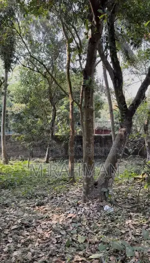 দুই পাশে প্রশস্ত রাস্তা সহ প্রিমিয়াম সবুজ জমি