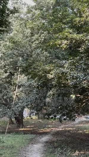 দুই পাশে প্রশস্ত রাস্তা সহ প্রিমিয়াম সবুজ জমি