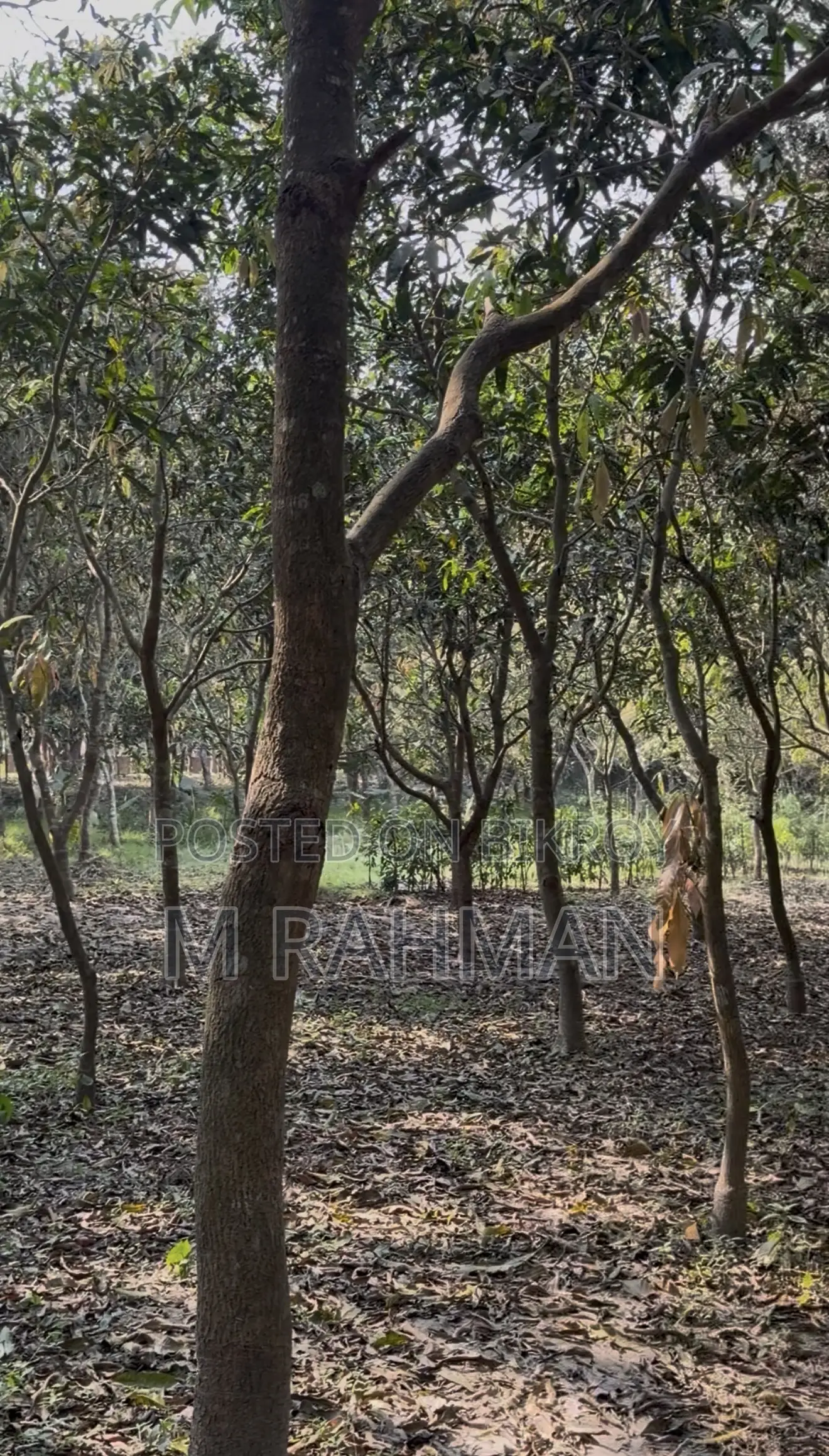 দুই পাশে প্রশস্ত রাস্তা সহ প্রিমিয়াম সবুজ জমি
