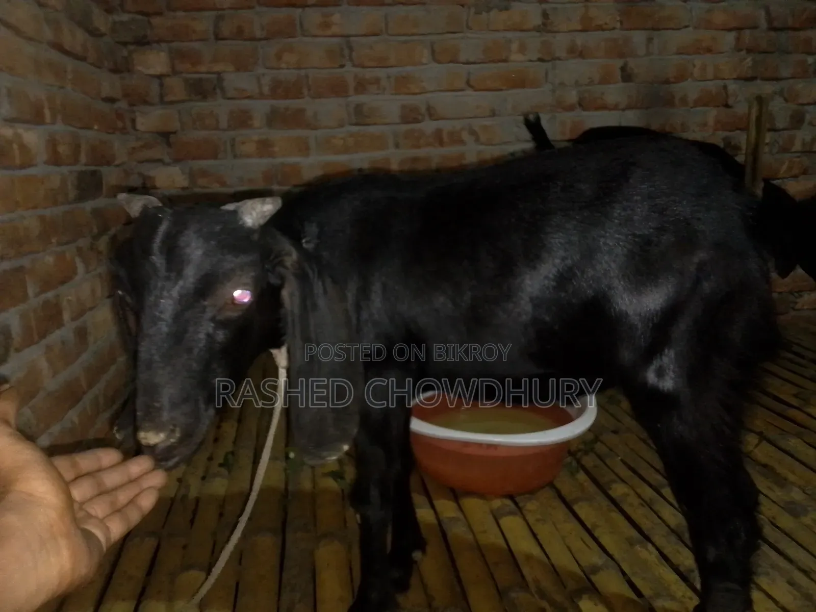 ছাগল বিক্রি হবে