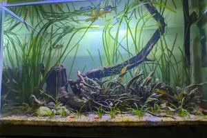 Live Aquarium
