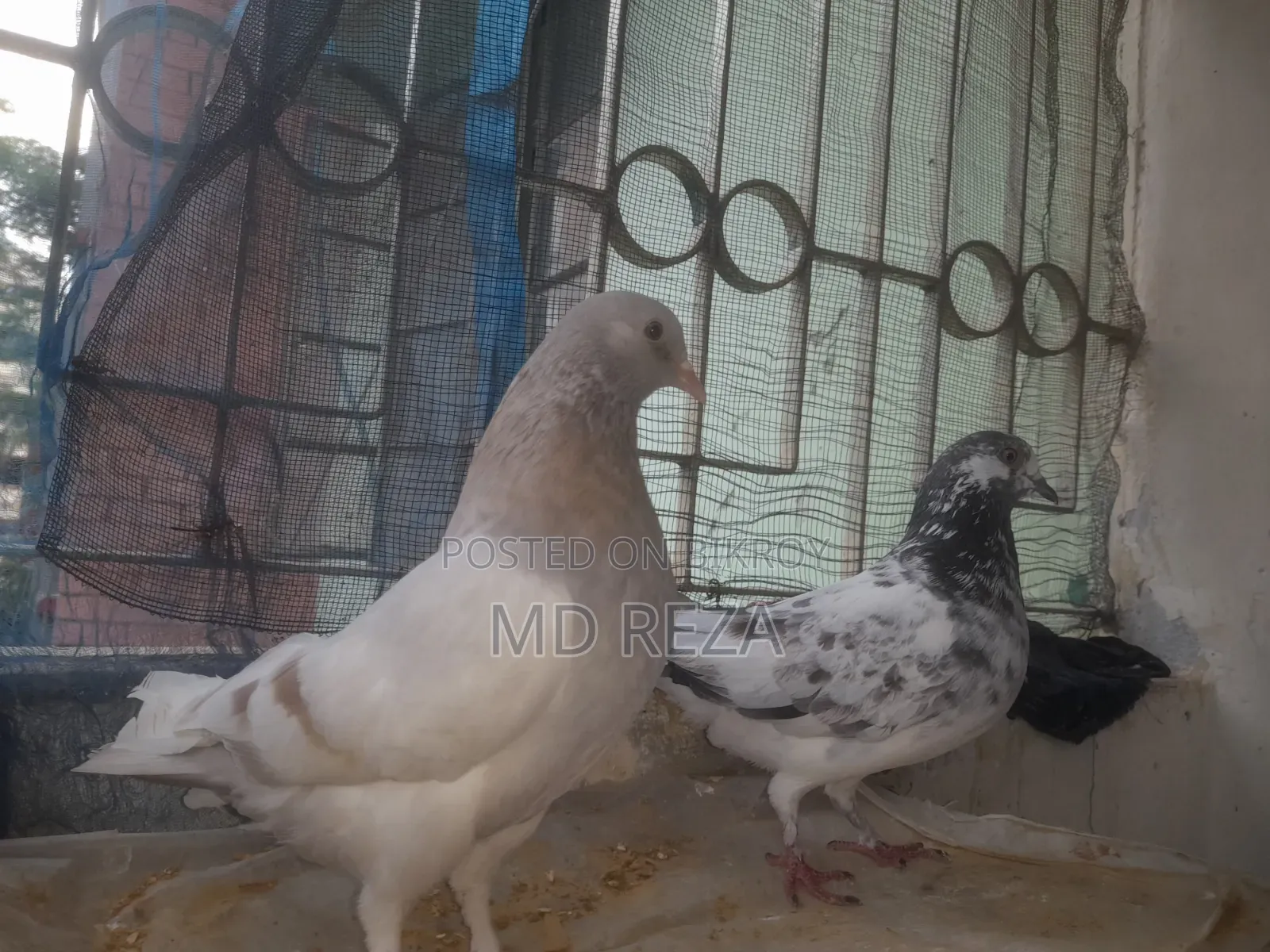 Two Running Female Pigeons
