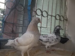 Two Running Female Pigeons