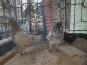 Two Running Female Pigeons