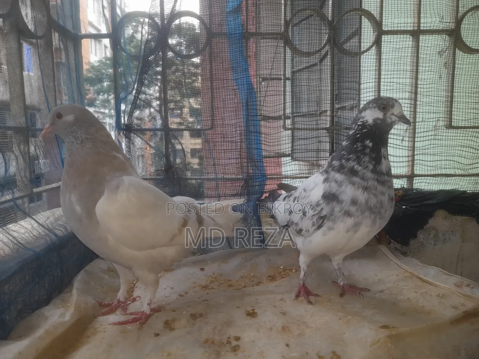 Two Running Female Pigeons