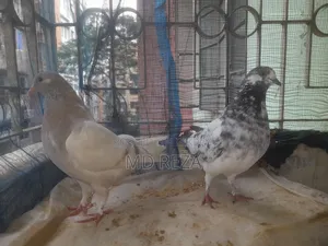 Two Running Female Pigeons