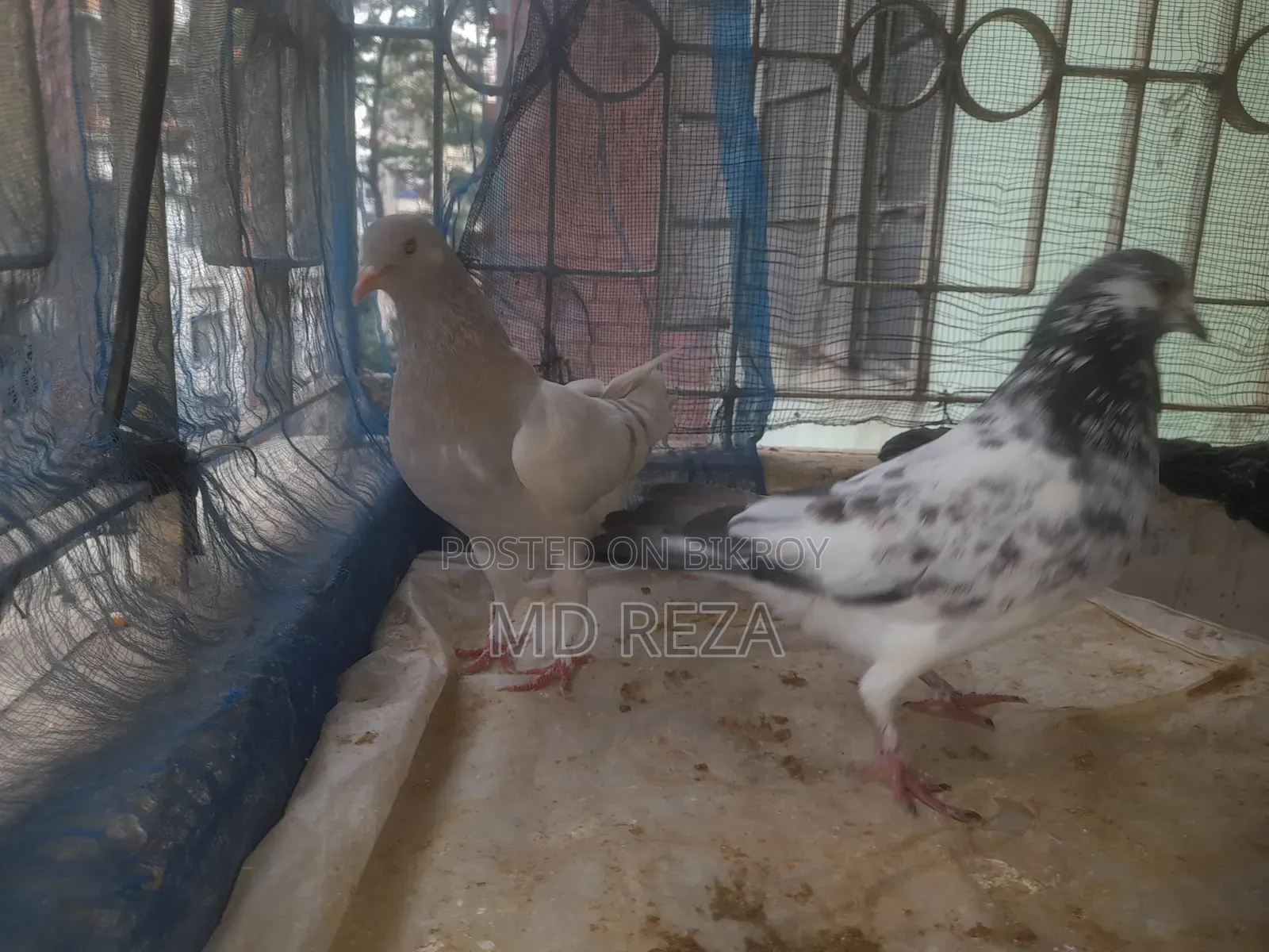 Two Running Female Pigeons