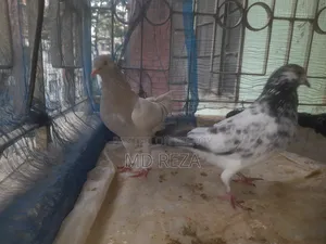 Two Running Female Pigeons