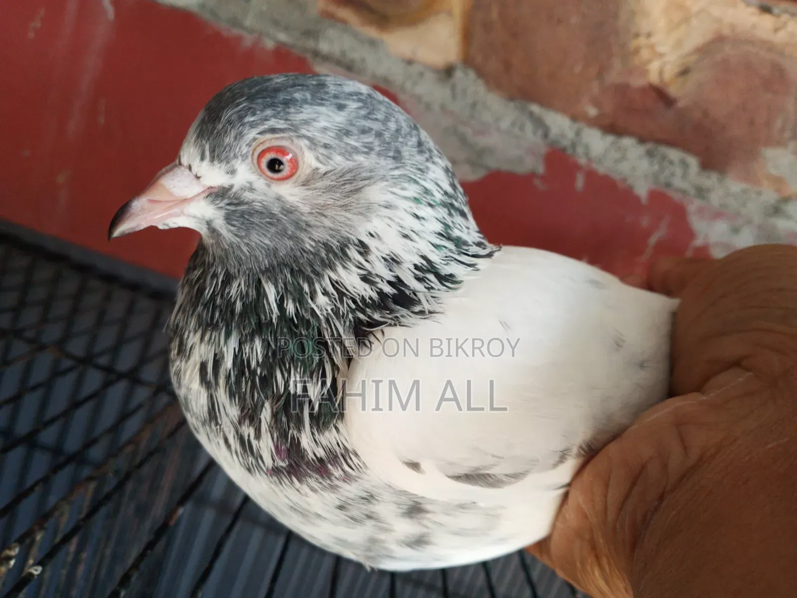 Golden Nor Pigeon