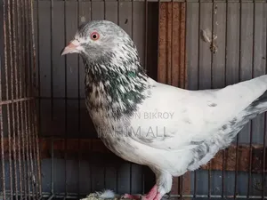 Golden Nor Pigeon