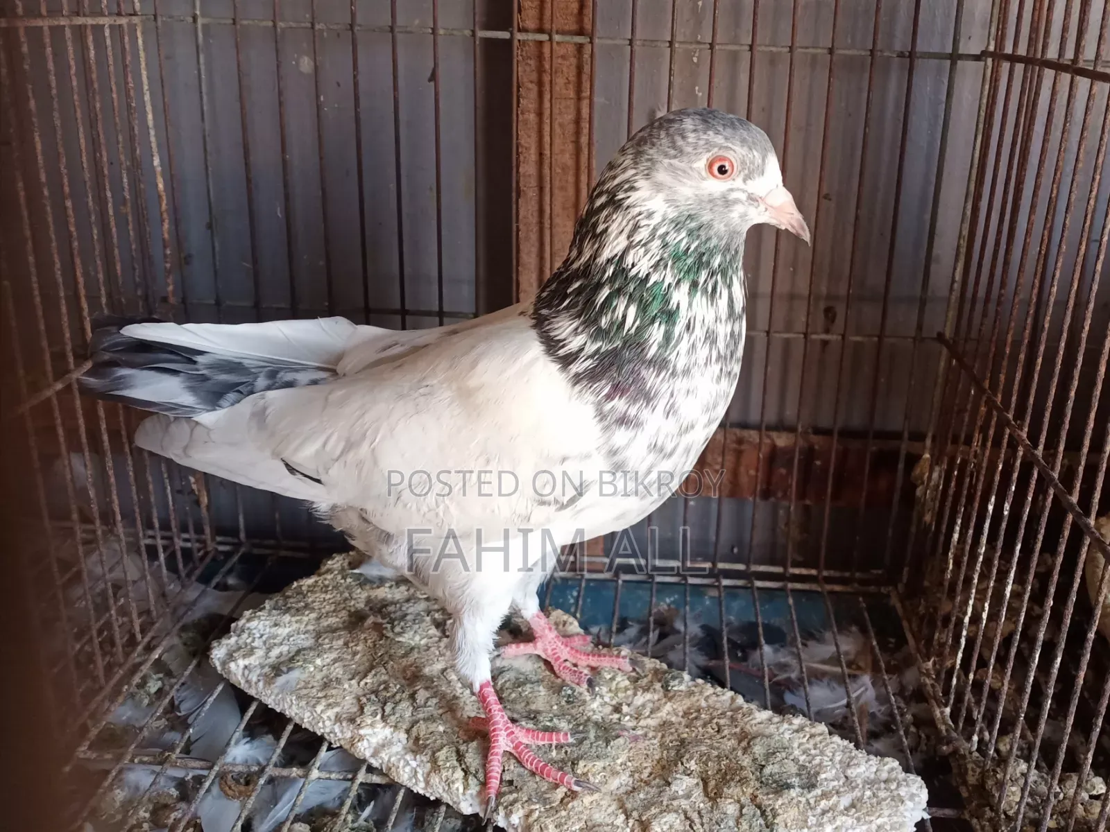 Golden Nor Pigeon