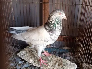 Golden Nor Pigeon