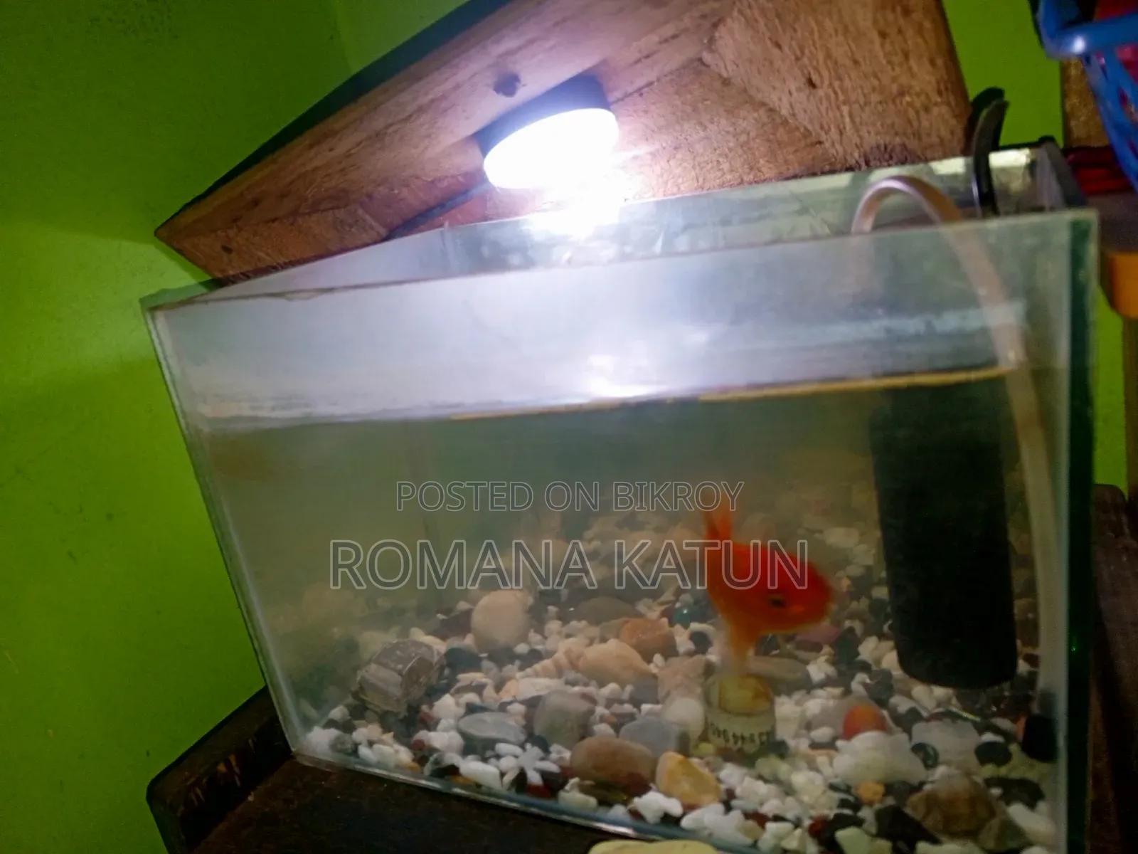 Fish Aquarium