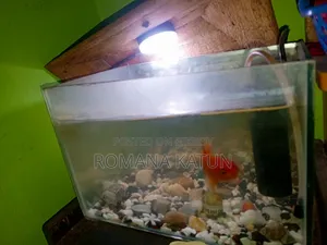 Fish Aquarium