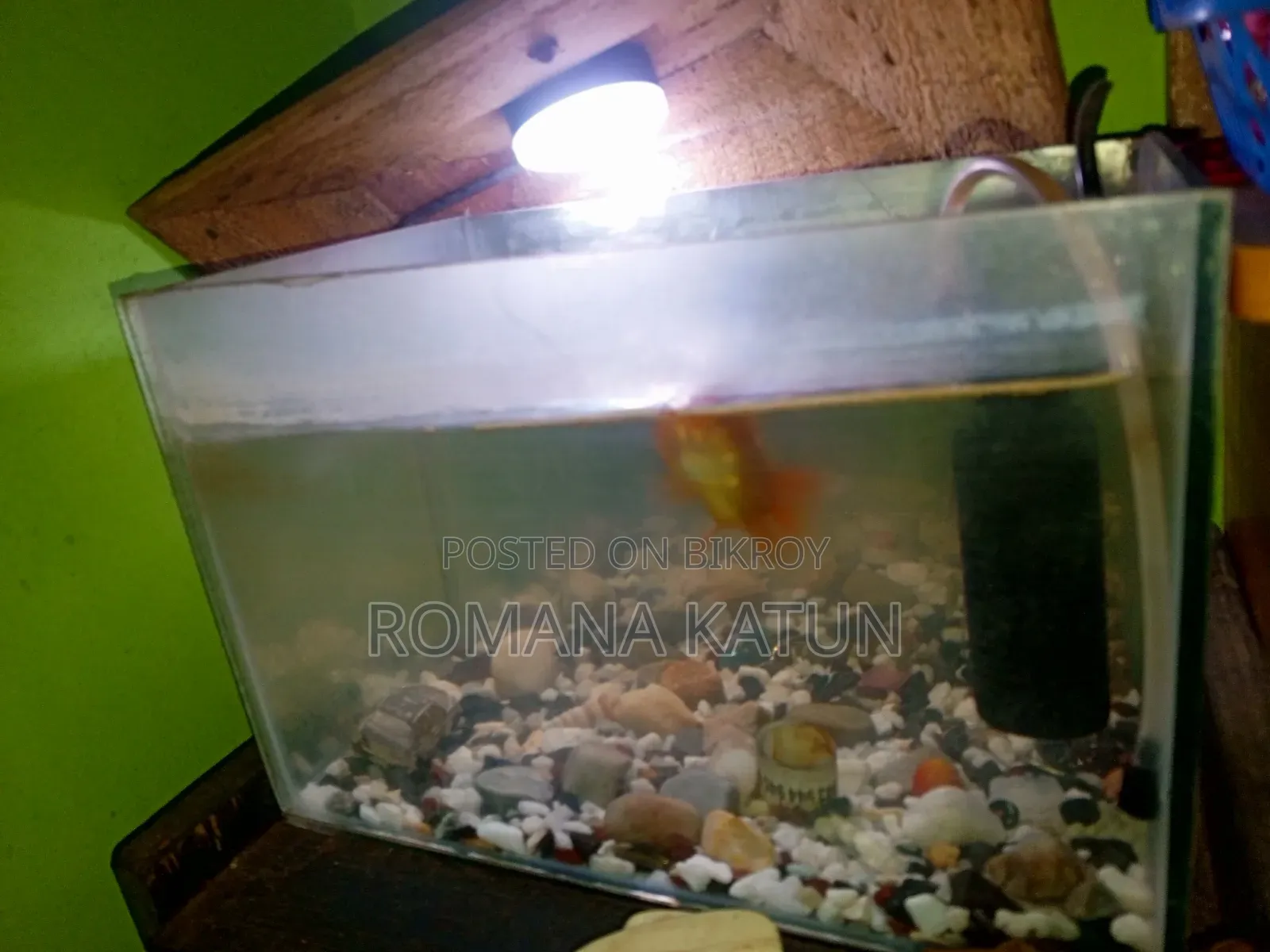 Fish Aquarium