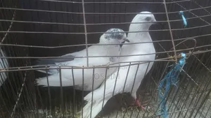 Pigeons (Ghiachandi, Laheri)